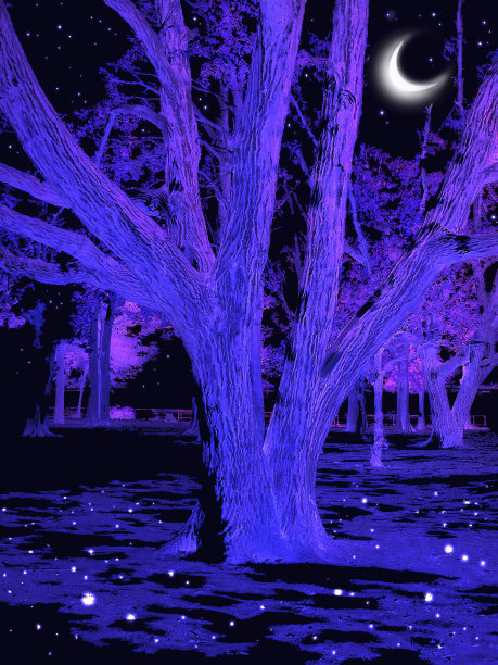 云海飘浮的夜空，神秘的月亮穿过一根老树枝的剪影。神秘的插图图片下载