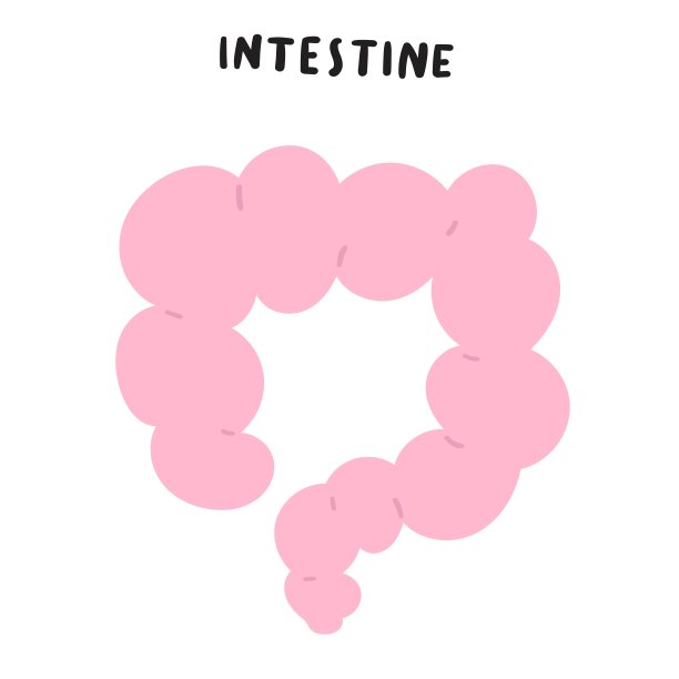 肠图标。图片下载