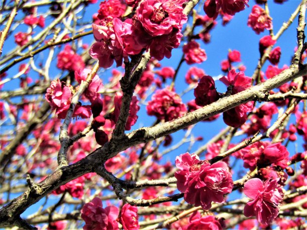 日本。2月底。梅花映衬着蓝天。图片下载