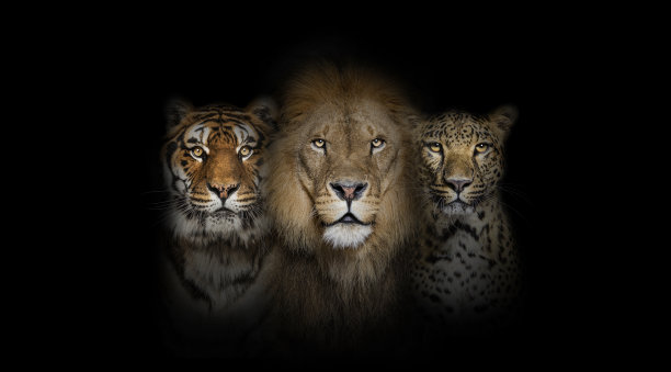 大型猫科动物:狮子，老虎和斑点豹，一起在一个黑色的背景图片下载