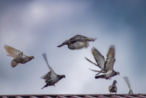 白鸽在天空，信鸽，鸟儿飞翔，栖息在屋顶的瓦上。图片下载