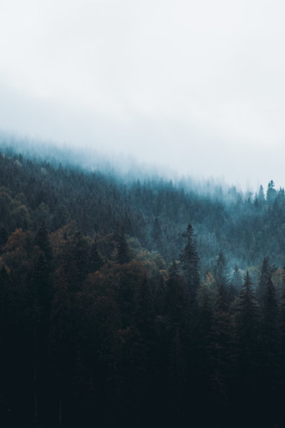 秋日清晨，雾蒙蒙的山林图片下载