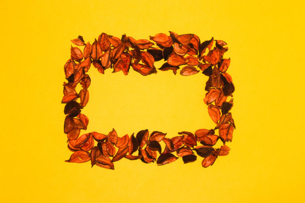 框架的装饰百花壳作为复制空间的黄色秋天的背景，最小的艺术设计图片下载