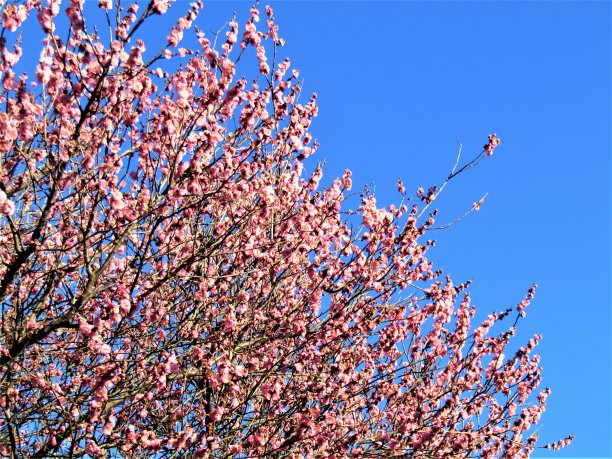 日本。2月底。盛开的梅树映衬着蓝天。图片下载