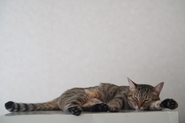 猫在房子里睡觉图片下载