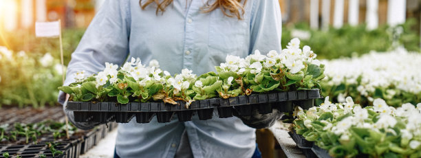 园丁在温室里抬着一箱植物。植物商店的园艺工人图片下载