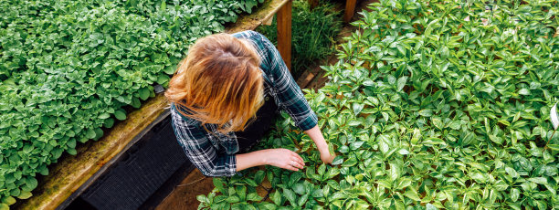 在温室锄草的女工。植物园园丁俯视图图片下载