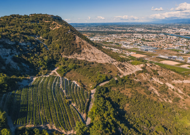 夏季成熟的葡萄田的全景航拍照片。山下的葡萄田。背景。景观图片下载