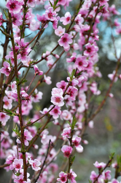 树枝上的桃花图片下载