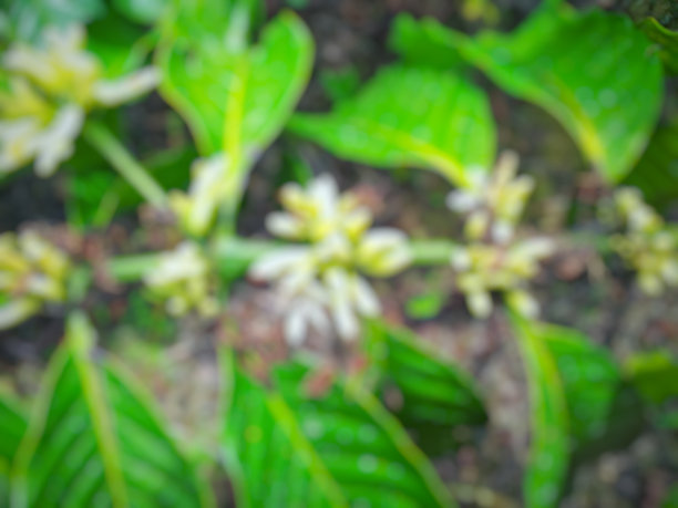 咖啡树的散焦抽象背景图片下载