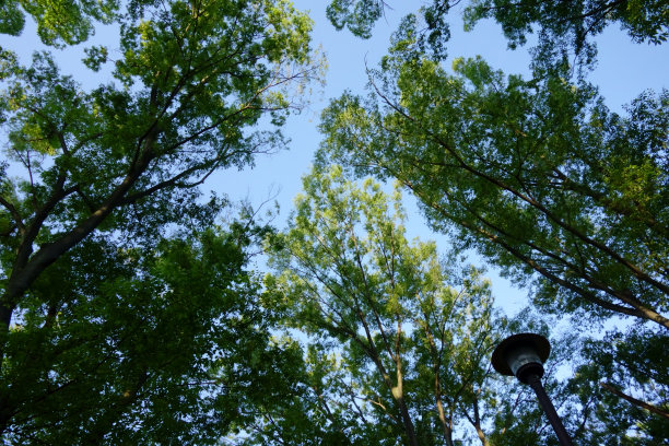 抬头看看森林里的绿叶图片下载