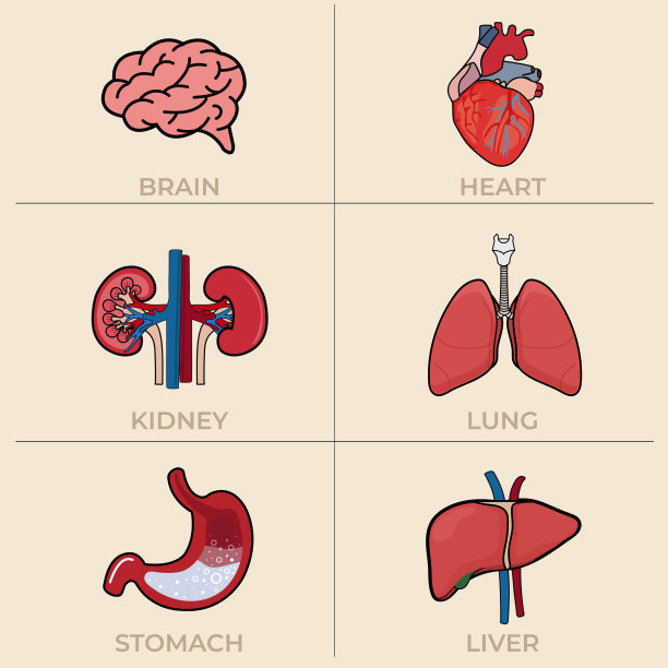 设定人体器官症状:脑、肾、肺、心、肝、胃。向量图片下载