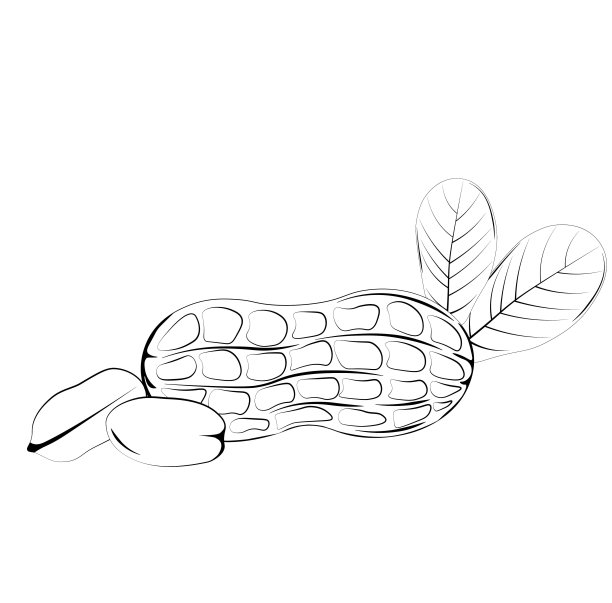 花生。有壳的坚果。图片下载