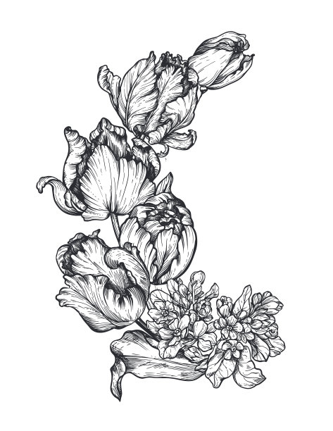 美丽的手绘构图与郁金香图片下载