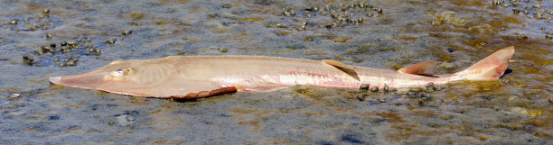 退潮时死的铲鼻吉他鱼图片下载