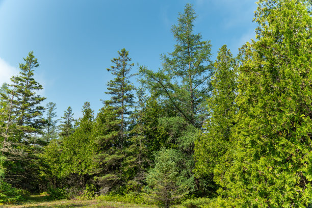 常绿森林在阳光明媚的夏天。松树和云杉，苔藓和绿色植物的花朵在魔法森林。田园诗般的大气山水，童话般的梦幻梦幻意境。图片下载