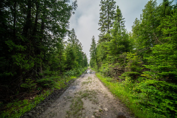 野松林中的乡间小路。在乡村旅游和探索自然。森林径景景观。林间小路或单行道和高大的野生云杉绿树。田园诗般的森林场景图片下载