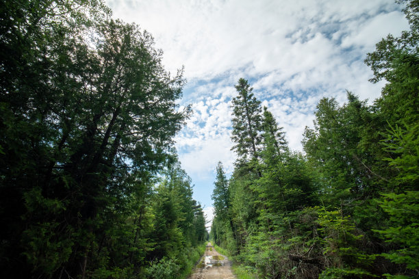 野松林中的乡间小路。在乡村旅游和探索自然。森林径景景观。林间小路或单行道和高大的野生云杉绿树。田园诗般的森林场景图片下载
