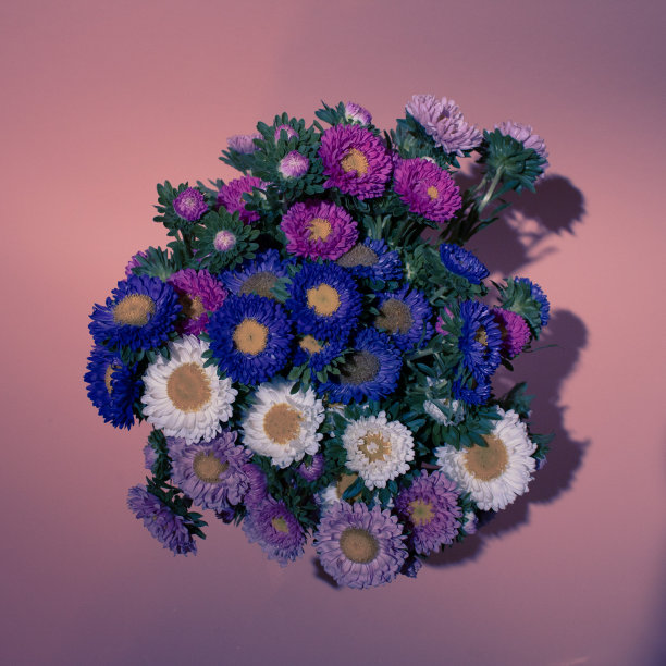 美丽的花束彩色菊花在婴儿粉红色的背景。母亲节图片下载