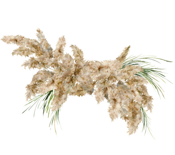 水彩热带花束干燥和绿色的潘帕斯草原草。手绘异域卡的植物孤立在白色背景。花卉插图设计，印刷，织物或背景。图片下载