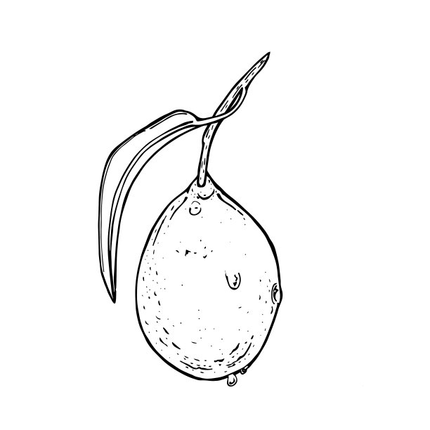 矢量插图与墨水品脱柠檬图片下载