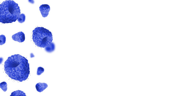 蓝色的覆盆子落在白色的背景上。悬浮覆盆子图片下载