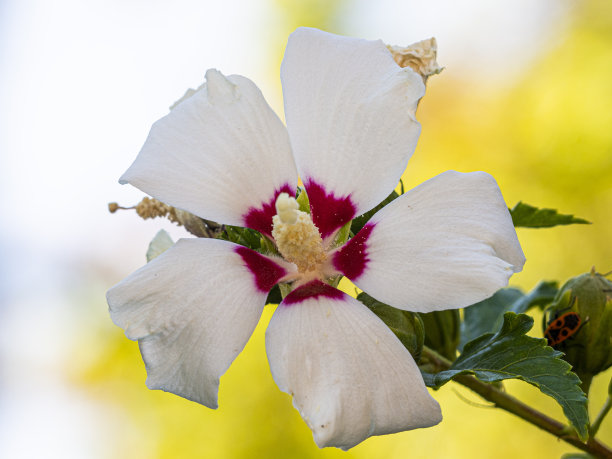 地中海西班牙花园中的芙蓉花。生态的概念图片下载