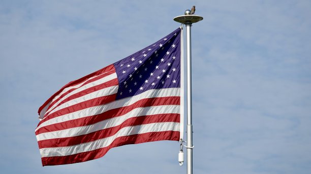 美国国旗和蓝鸟图片下载