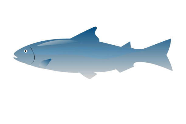 大马哈鱼图片下载