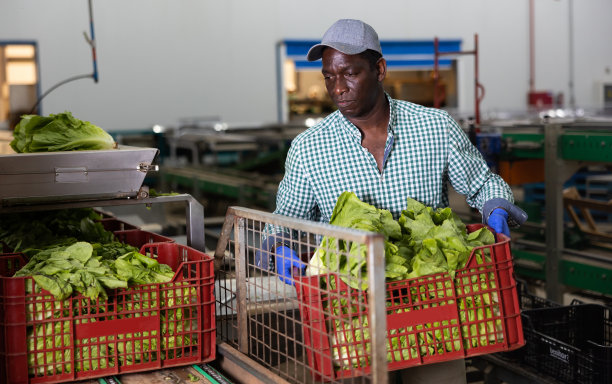 在蔬菜厂工作的人，扛着一箱一箱的生菜图片下载