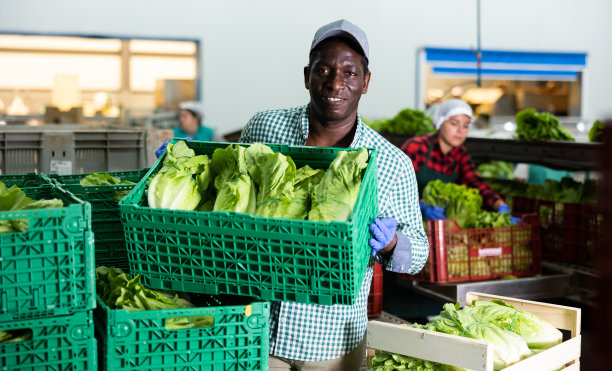 菜厂分拣线上的工人，将挑选好的生菜堆放在塑料盒上，准备储存或运送到商店图片下载
