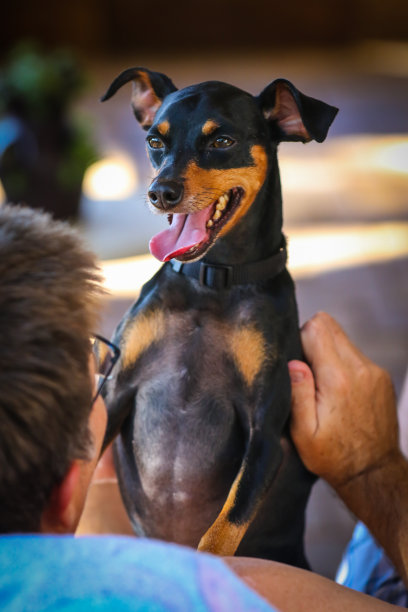 和爸爸一起休息的迷你钳子图片下载
