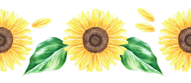 向日葵无缝边界。水彩插图。孤立在白色背景上。图片下载