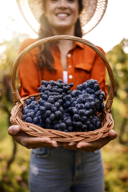 在葡萄园里拿着一篮葡萄的女人图片下载