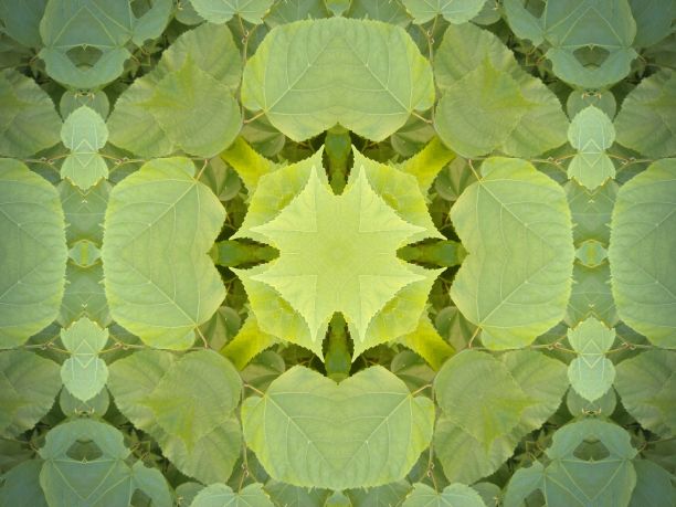 一种美丽的对称图案，由重叠和交叉的树叶、树叶和自然形态组成图片下载