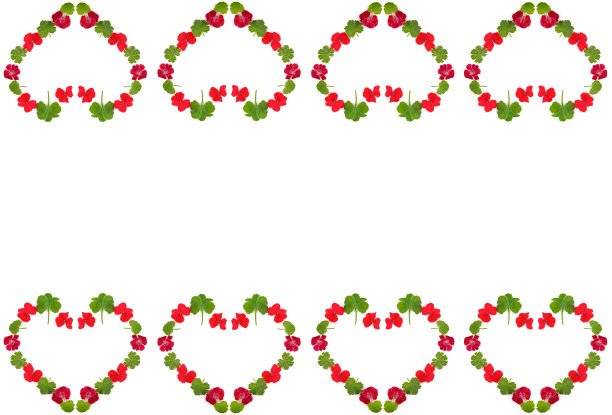 在白色背景上隔离的心形天竺葵的花和叶子的花卉图案。拼贴画。释放文本空间。图片下载