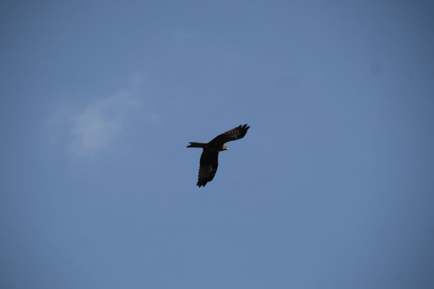 飞翔的鹰图片下载