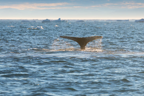 鲸鱼在伊卢利萨特附近的冰山中潜水。它们的源头在雅各布港冰川旁。冰山的来源是全球变暖和灾难性的冰融化，迪斯科湾，格陵兰岛图片下载