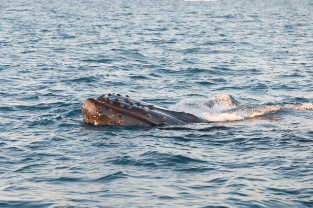 鲸鱼在伊卢利萨特附近的冰山中潜水。它们的源头在雅各布港冰川旁。冰山的来源是全球变暖和灾难性的冰融化，迪斯科湾，格陵兰岛图片下载