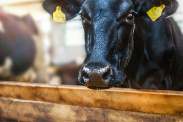 一头黑奶牛的头，在一个奶牛场的畜栏里，奶牛看着镜头，特写。图片下载