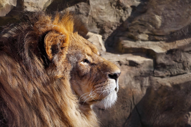 岩石背景上狮子的侧影。有选择性的重点图片下载