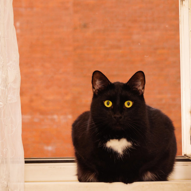 大黑猫，胸部白色，呈心形。他坐在窗台上。他看着镜头。惊讶。图片下载