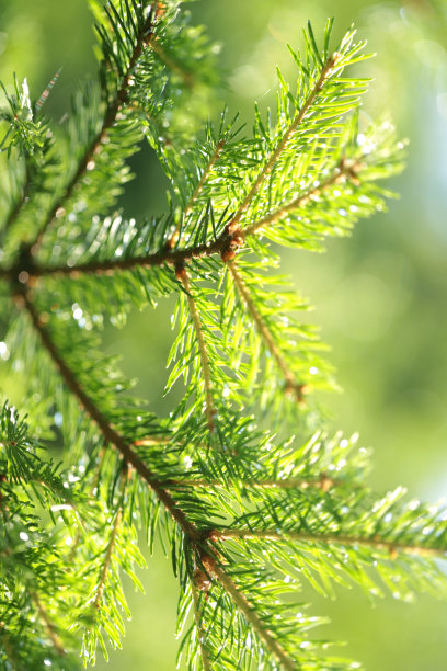 背景多汁绿色的云杉，松树，小的景深，美丽的散景，针叶树，微距摄影。高质量的照片图片下载