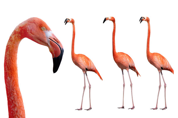 肖像火烈鸟孤立在白色背景图片下载
