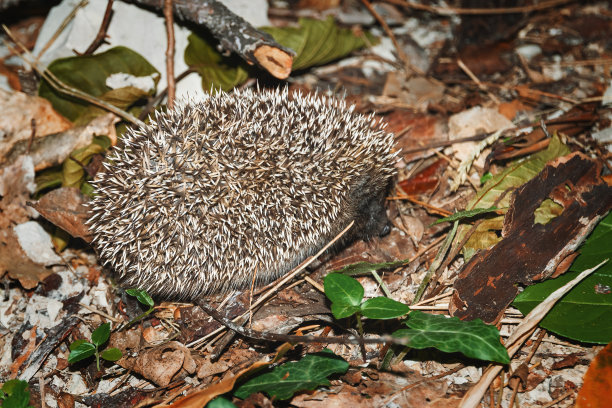一只刺猬走在落叶上的特写。图片下载