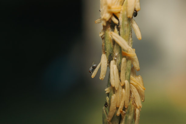 一群蚂蚁在一粒粮食上图片下载