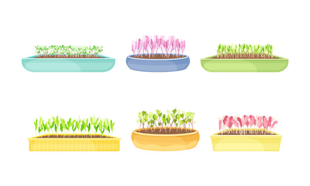 在塑料中生长的微绿色蔬菜图片下载
