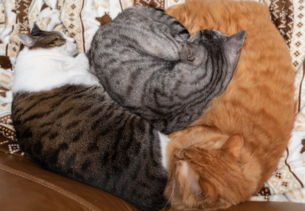 三只猫睡着了图片下载