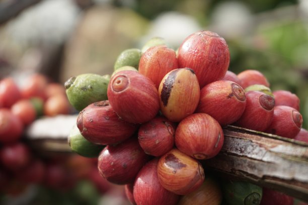 咖啡Liberica图片下载