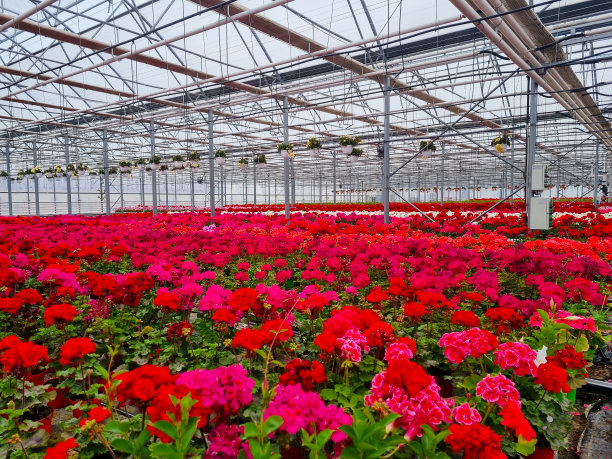 在温室里盛开的花朵图片下载